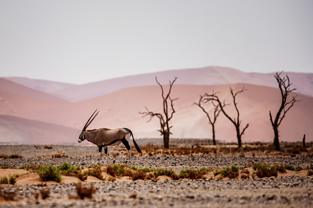Oryx Antelope | Oryx Antelope in the Namib Desert - Realisiert mit Pictrs.com
