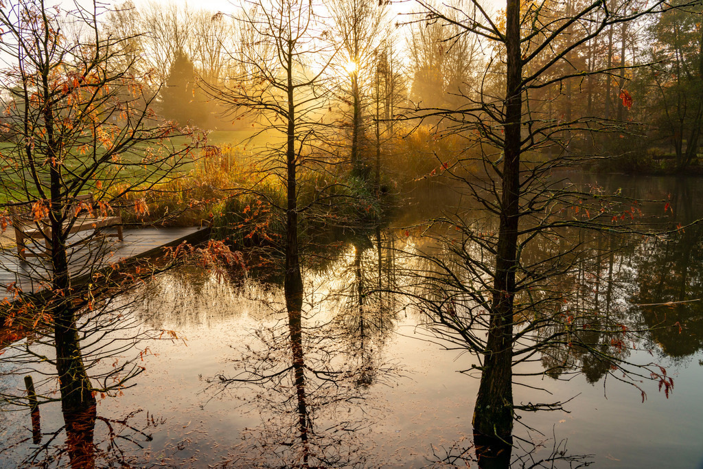 JT-201123 | Der Grugapark, Essen, Botanischer Garten, Parkanlage für Freizeit und Naherholung, am Waldsee, Herbst, Essen, NRW, Deutschland,  - Realisiert mit Pictrs.com
