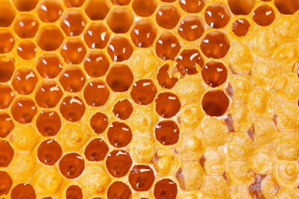 Honigwaben | Eine Wabe voller Bienenhonig.