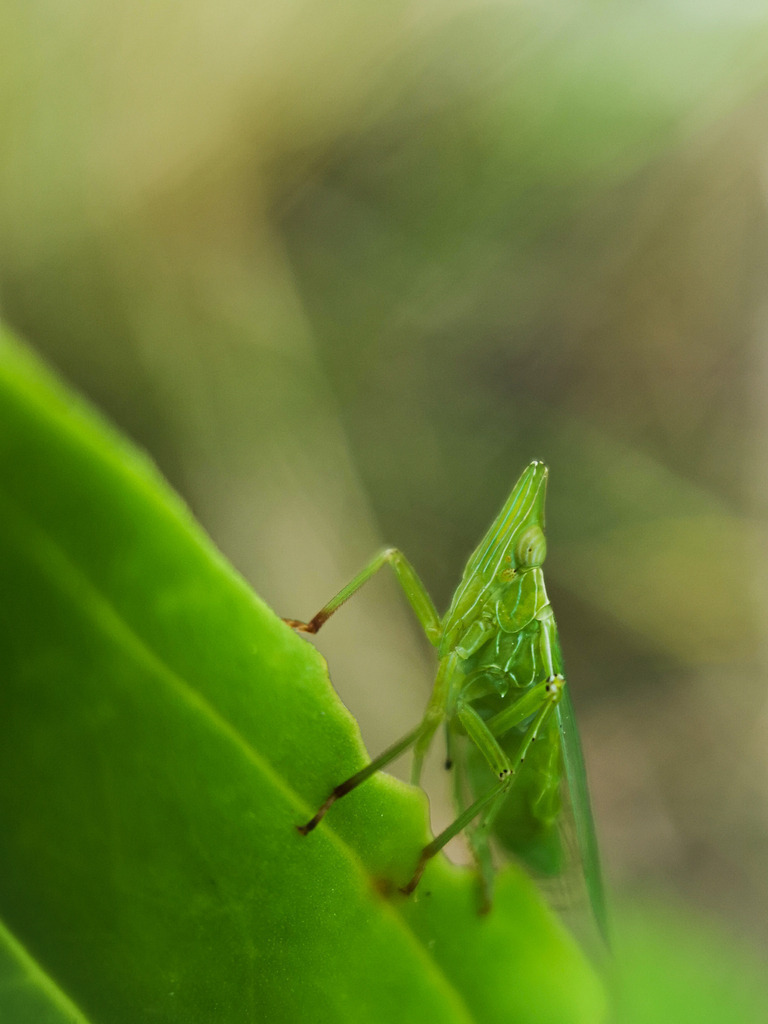 LRM_20200730_152320 | kaefersammler_roy - Realisiert mit Pictrs.com