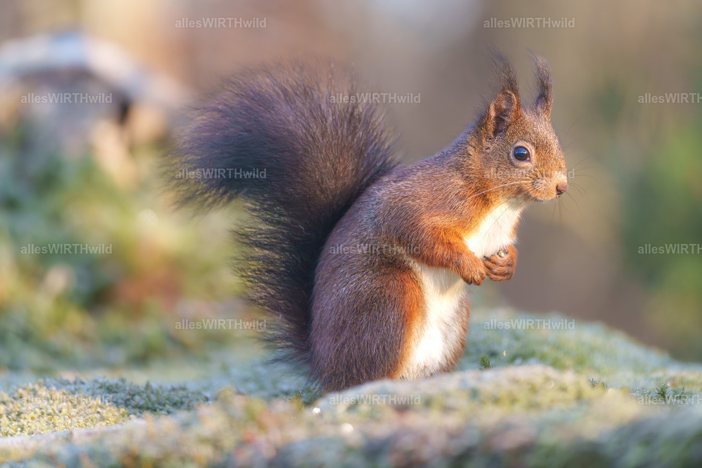 Daniel Wirth - www.allesWIRTHwild.de -7IV06322-Verbessert-RR | Entdecke die faszinierende Welt der Natur- und Wildlife-Fotografie von Daniel und Bärbel. Inspirierende Bilder von wilden Tieren und kleinen Naturwundern.