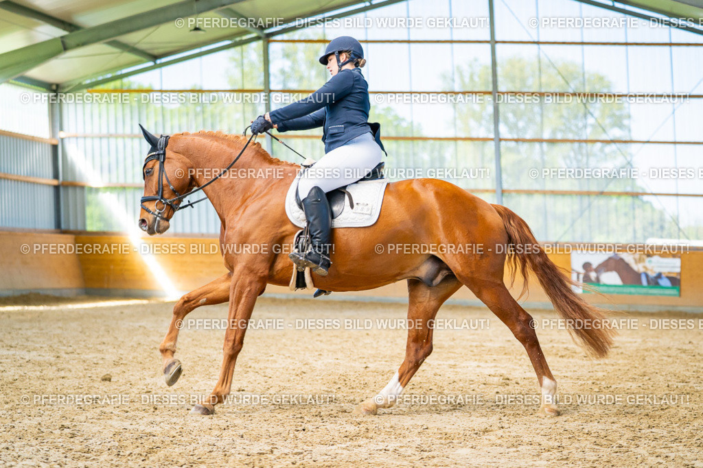 DSC07516 | Pferdegrafie