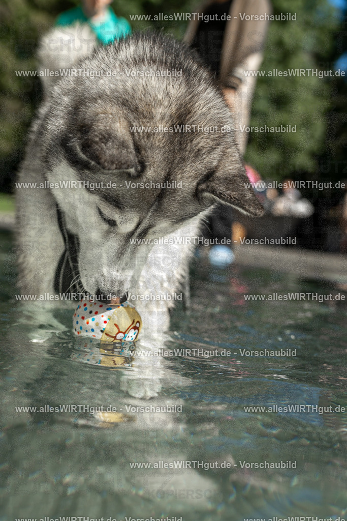 Hundeschwimmen_Volksbad_2026-allesWIRTHgut_Tierfotografie-2609061352-7R500933 | Professionelle Tierfotografie in Mönchengladbach von Daniel Wirth (allesWIRTHgut). Liebevolle & natürliche Bilder von Hunden & Katzen für unvergessliche Erinnerungen.