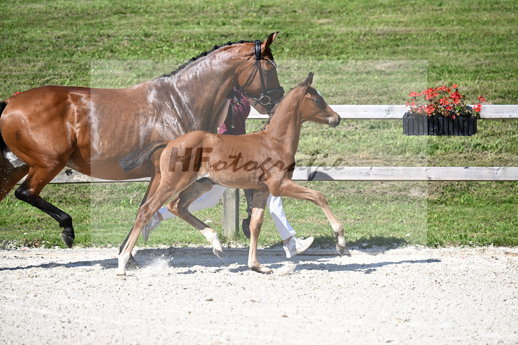 Kat-Nr. 40 Bon Courage x Veneziano_HF_Reglauer_24250190 | hf-fotografie - Realizzato con Pictrs.com