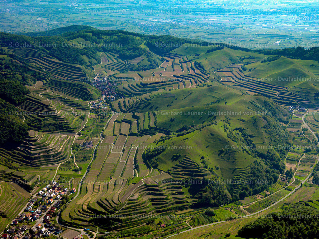 3096263 | Weinbergsterassen am Badberg, Kaiserstuhl