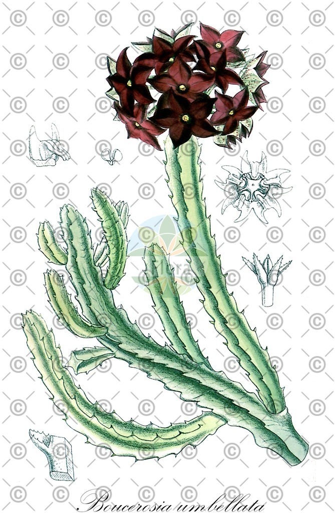 HistAbb_wfo-0000569860_1_ENZY_Simple | Historische Abbildung von Boucerosia umbellata - Apocynaceae | Historical Illustration of Boucerosia umbellata - Apocynaceae
