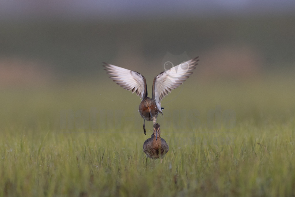 R5NF3826-20230410 | Die Uferschnepfe, im Plattdeutschen auch als Greta bezeichnet, ist eine Vogelart aus der Familie der Schnepfenvögel. Uferschnepfen sind Langstreckenzieher und brüten vorwiegend auf Feuchtwiesen. - Realisiert mit Pictrs.com