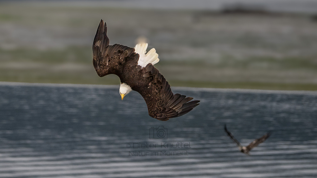P1628385-Bearbeitet-2023-LR | Natur im Moment - Realisiert mit Pictrs.com