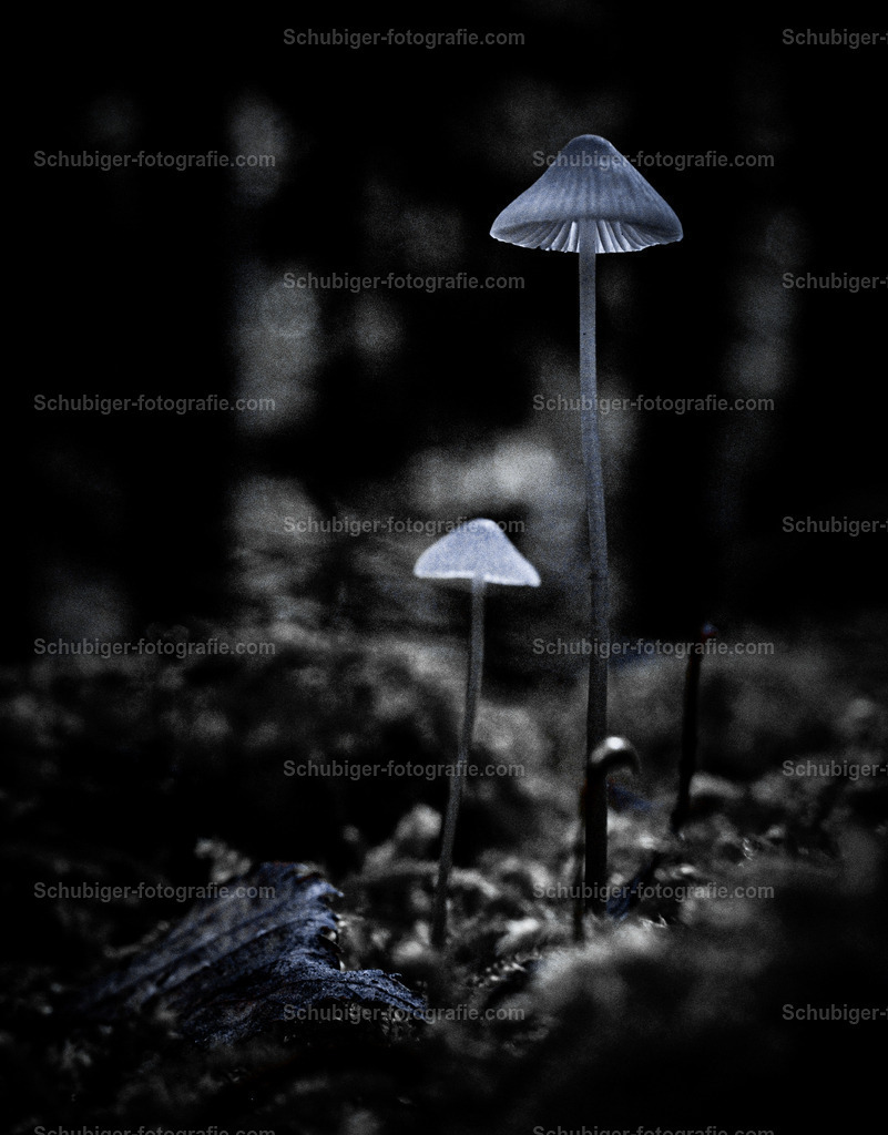 zierlcihe Pilze | Zierliche Pilze in Makroaufnahme - Realisiert mit Pictrs.com