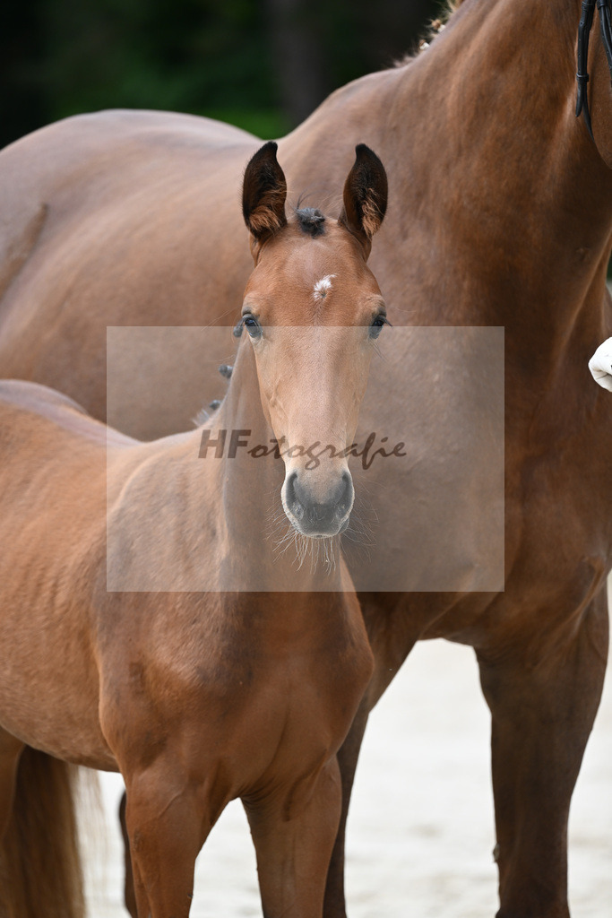 Kat-Nr. 17 HF Franklin_Hindrichs_25230540 | hf-fotografie - Realisiert mit Pictrs.com