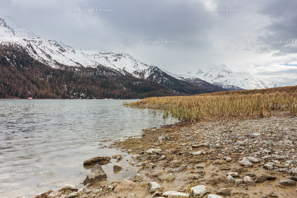 Lej da Silvaplana | Erlebe eindrucksvolle Landschaftsfotografie aus dem Engadin und darüber hinaus. Raphael Fenner bietet zudem professionelle Fotoaufträge für Hochzeiten, Porträts und Unternehmen. Jetzt entdecken und inspirieren lassen!