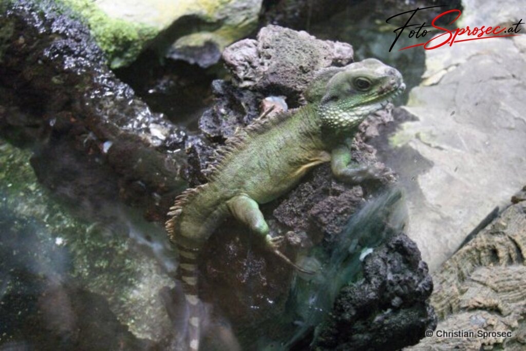 tierfotos_52025119609_o | Grüne Wasseragame - Realisiert mit Pictrs.com
