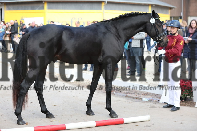 Marbacher_Wochenende_2024_Sattelkörung_Pflastermusterung (86) | Alle Fotos der Reiterjournal Fotografin Doris Matthaes im Reiterjournal Online-Fotoshop. - Realisiert mit Pictrs.com