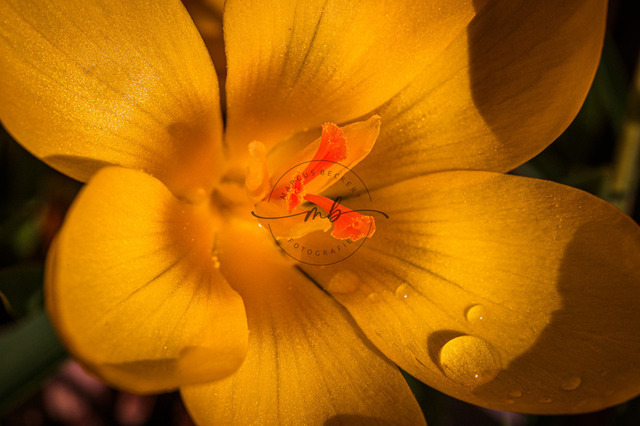 Gelbe Krokusblüte | Makrofoto einer gelben Krokusblüte - Realisiert mit Pictrs.com