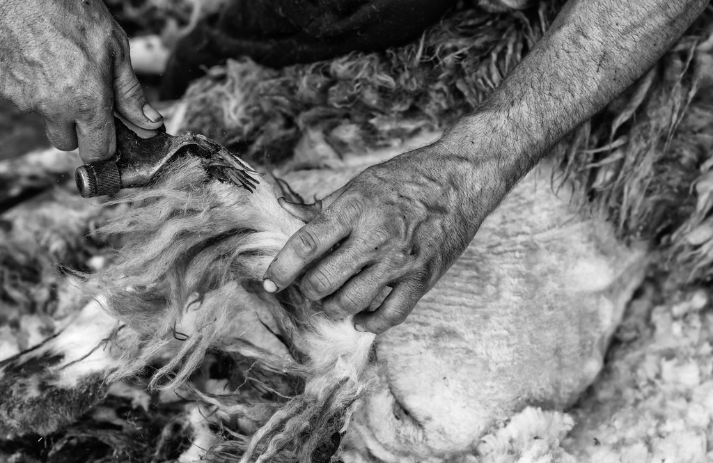 wanderschaefereien-schleswig-holstein-066 | Schafschur mit elektrischem Gerät erfordert Geschick und Fingerspitzengefühl. Die Tiere dürfen nicht verletzt werden. - Realisiert mit Pictrs.com