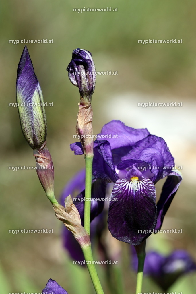 Deutsche Schwertlilie-001 | Das Bilderarchiv über Tiere, Planzen und Landschaften. In der Bilddatenbank finden Sie ein große Auswahl an hochwertigen Bilder für Ihre Werbung - Realisiert mit Pictrs.com