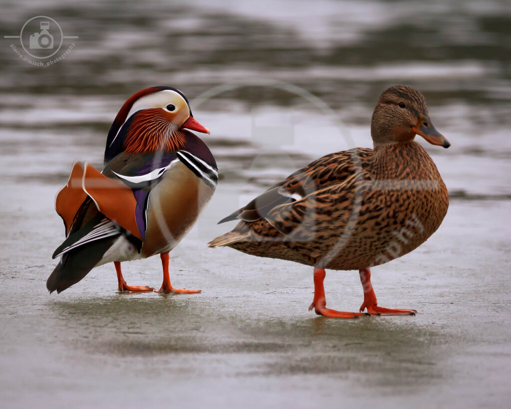 IMG_8739 | pierre-irmisch-photography.de
