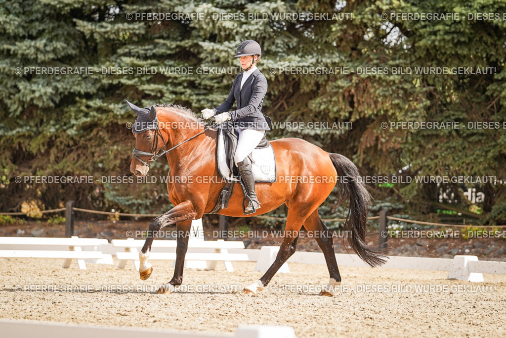 DSC01165 | Pferdegrafie