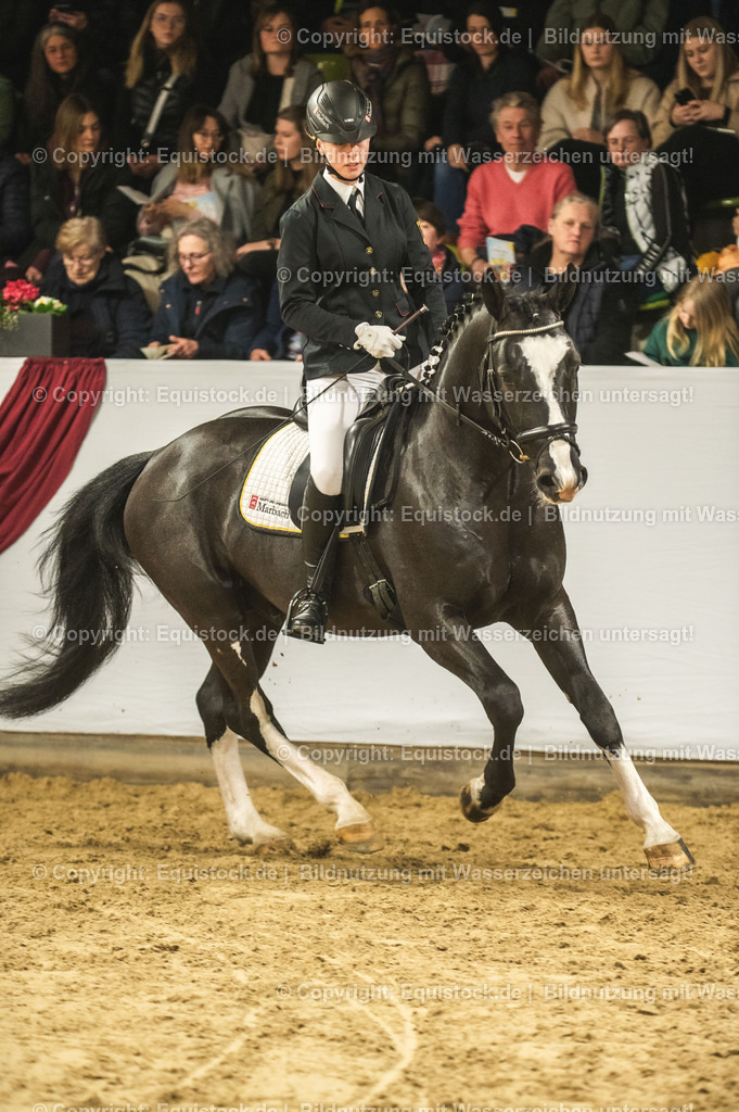20240302_Hengstvorstellung_Marbach_TOMsPiC_0690 | equistock