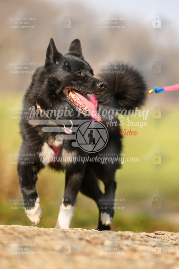 MompixPhotography_6ReiatRennen2026_SA_HappyDog-78 | PayLife
