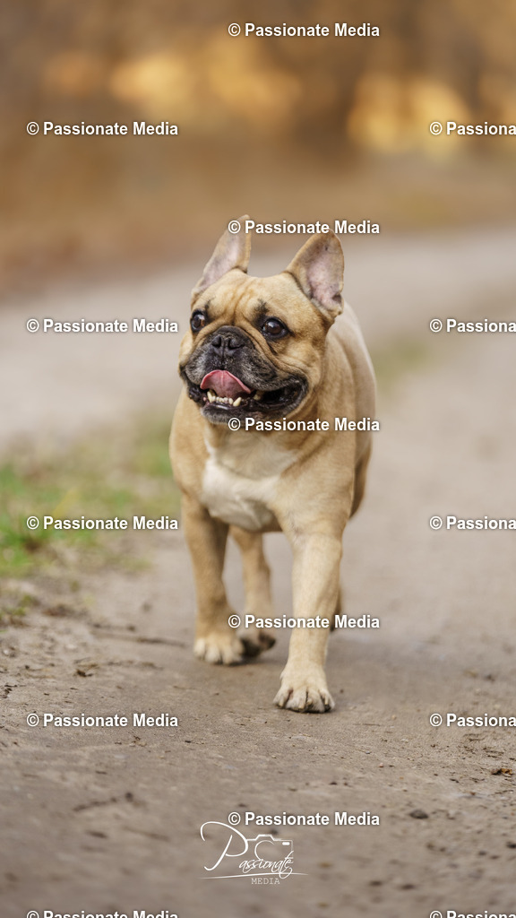 DSC09673 | Passionate Media, dein Fotograf aus Brandenburg, Märkisch Oderland, im Bereich Motorsport, Autos und Motorräder sowie Events und auch Hunde. Shootings oder auch Eventbegleitungen können bei mir gebucht we