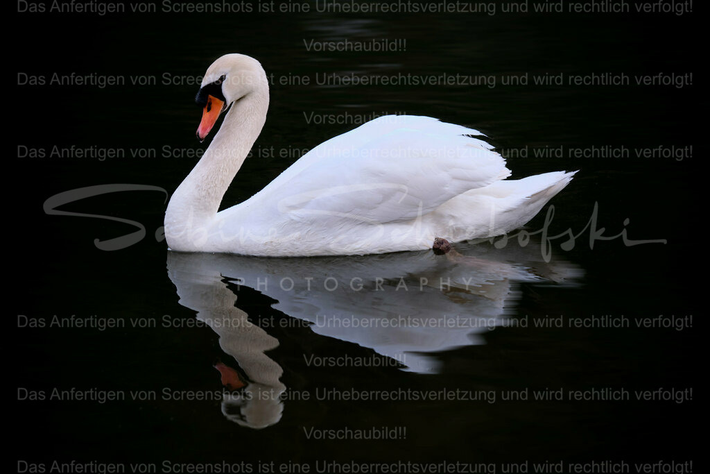 Wandbild Schwan | Exklusive Naturfotografie für stilvolle Wanddekoration ★ Premium Wandbilder Made in Germany ✔️ FineArt Drucke & Downloads ✔️ Brillante Farben, höchste Qualität & weltweiter Versand ✔️ - Realisiert mit Pictrs.com