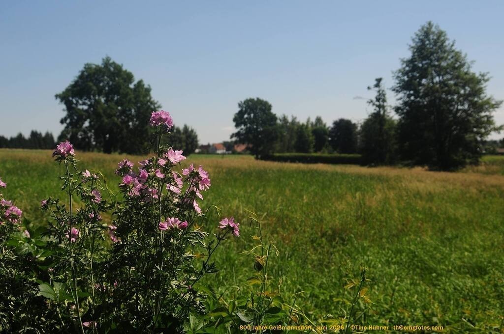 Geißmannsdorf-2026-Ortsbilder-633 | Geißmannsdorf bei Bischofswerda im Sommer 2026. Ein fotografischer Streifzug durch das Dorf Geißmannsdorf, mit Gebäuden, Straßen, Strohpuppen und geschmückten Vorgärten und Grundstücken anlässlich der 800-Jahr-Feier von Geißmannsdorf im Juni 2026 - Realisiert mit Pictrs.com