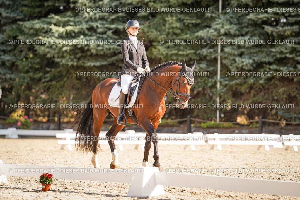 DSC00379 | Pferdegrafie