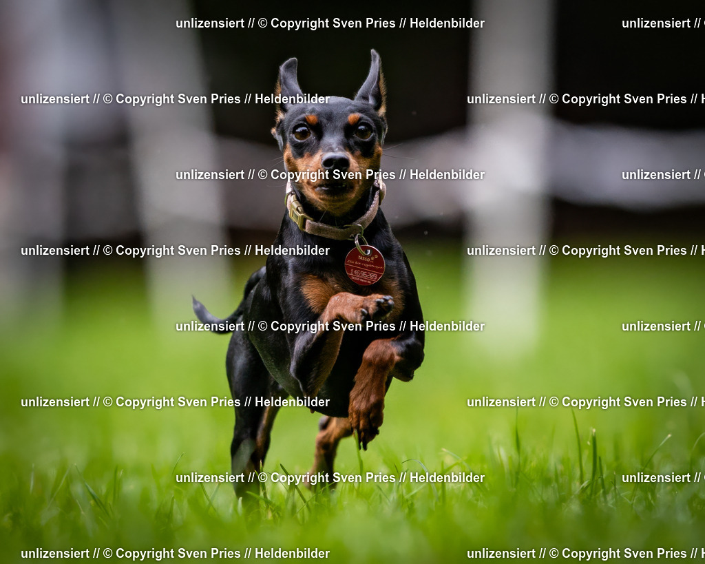 Sven Pries | 2024-10-19 - Hunderennen Ober-Grombach - Realisiert mit Pictrs.com