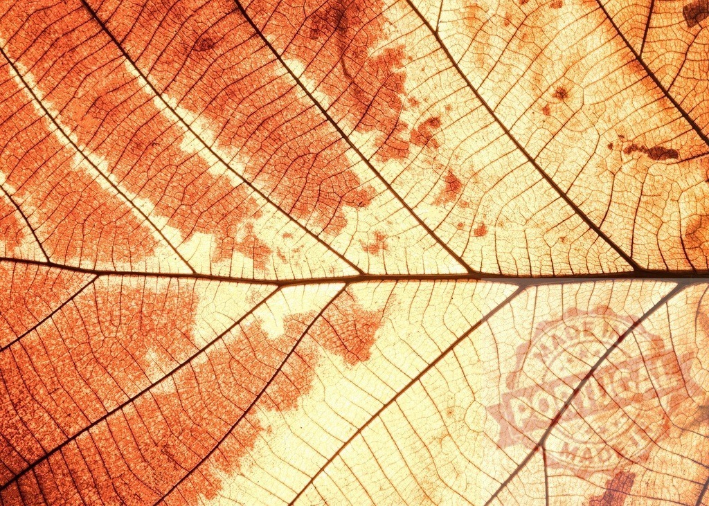 Closeup of veins of dry autumn leaf showing intricate pattern illuminated from behind | Detailed macro shot of a dry autumn leaf with intricate vein pattern, illuminated from behind, creating a warm and textured background - Realized with Pictrs.com
