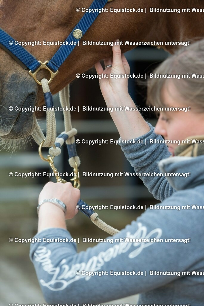 20180516_Vitalfunktionen_Pferd_0003 | equistock