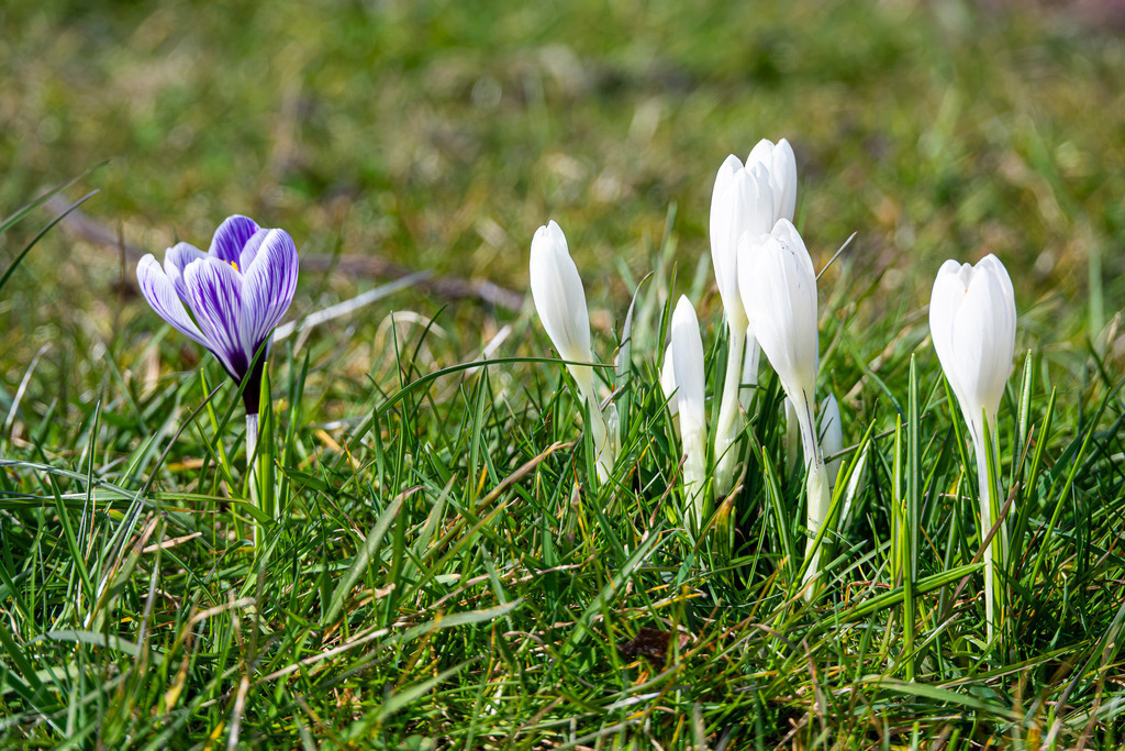 Zartes Farbspiel zum Frühlingsbeginn auf Texel | Anmutig erheben sich zarte Krokusse aus dem frischen Frühlingsgrün der Wiese. Neben einer Gruppe eleganter, reinweißer Blütenkelche setzt ein einzelner, violett gestreifter Krokus einen faszinierenden optischen Akzent. Das milde Sonnenlicht hebt die feinen Äderungen der Blütenblätter hervor und lässt das Erwachen der Natur auf der Insel Texel spürbar werden. Ein Bild voller Harmonie, Eleganz und Vorfreude auf die wärmere Jahreszeit, das die stille Magie der ersten Blütentage einfängt. - Realisiert mit Pictrs.com