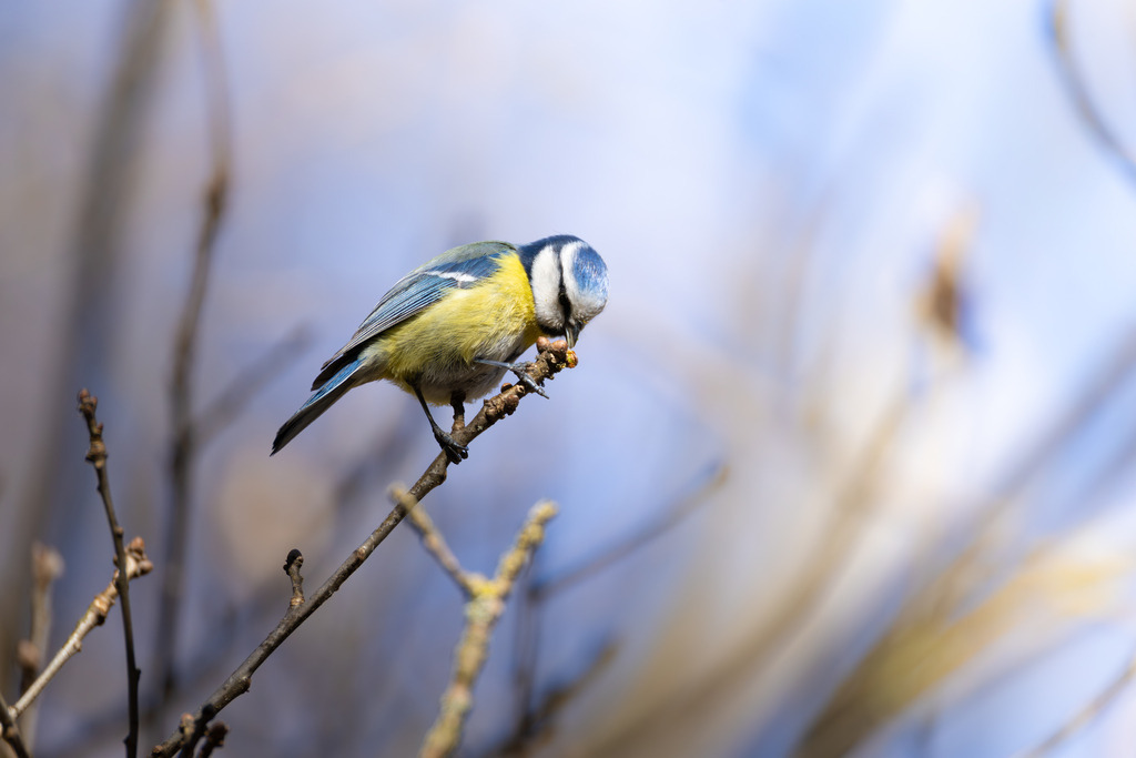 Die Blaumeise | Die Blaumeise ist ein kleiner, aber auffälliger Singvogel aus der Familie der Meisen. Sie zählt zu den häufigsten und beliebtesten Gartenvögeln in Europa und ist bekannt für ihre geringe Scheu gegenüber dem Menschen. Mit ihrem lebhaften Wesen und ihrer erstaunlichen Geschicklichkeit, besonders bei der Nahrungssuche, bereichert sie Parks, Wälder und Gärten gleichermaßen. Ihre Anpassungsfähigkeit an verschiedene Lebensräume und ihre ganzjährige Anwesenheit machen sie zu einem vertrauten Anblick, vor allem an winterlichen Futterstellen. - Realisiert mit Pictrs.com