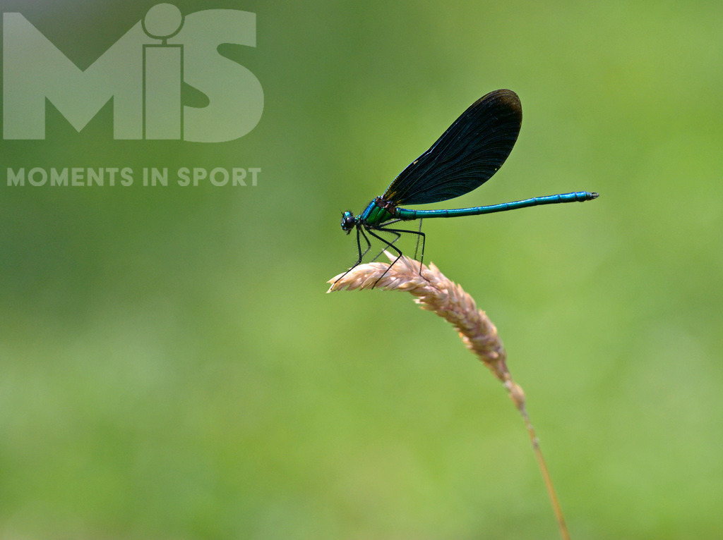mis180220bf14.JPG | 16.06.2022, Mindelheim im Unterallgäu, Der Naturlehrgarten im Mindelheimer Süden.  Eine Prachtlibelle am Bachlauf  - Realisiert mit Pictrs.com