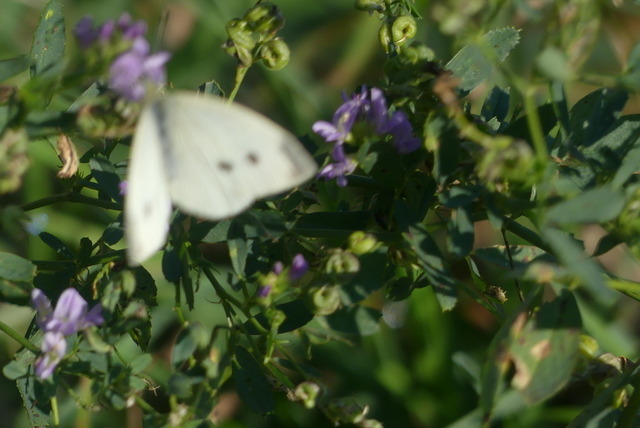 Kleiner Kohlweißling | Verkauf von Fotos und  Videoclips zumThema Natur.Motive sind Pflanzen, Tiere, Landschaftenund Wetter - Realisiert mit Pictrs.com