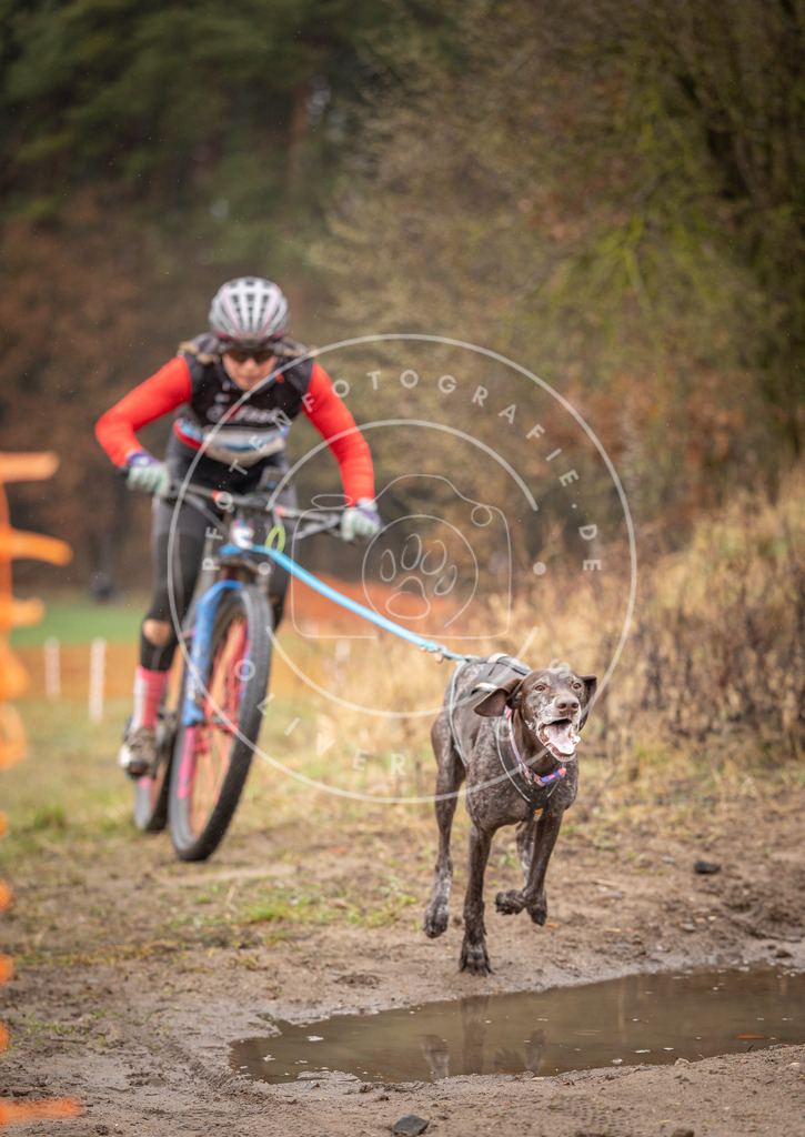 DV3A8986 | Hundefotografie, Tierfotograf, Pfotenfotografie, Fotoshooting Hund, Hunde Portrait, Hundesport, Hundeportraits, Heideshooting, Hunde, Sportfotograf, Hundefotograf, Turnierhundsport, THS,  - Realisiert mit Pictrs.com