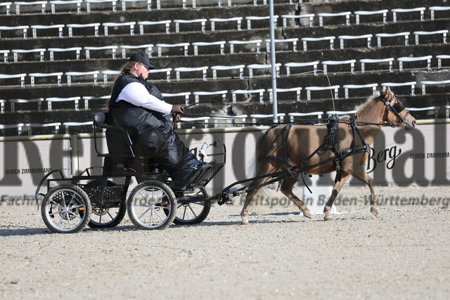 LP_Fahren_Marbach_2025_Ponys_KN_02_Confettis Honeymoon (3) | Alle Fotos der Reiterjournal Fotografin Doris Matthaes im Reiterjournal Online-Fotoshop. - Realisiert mit Pictrs.com