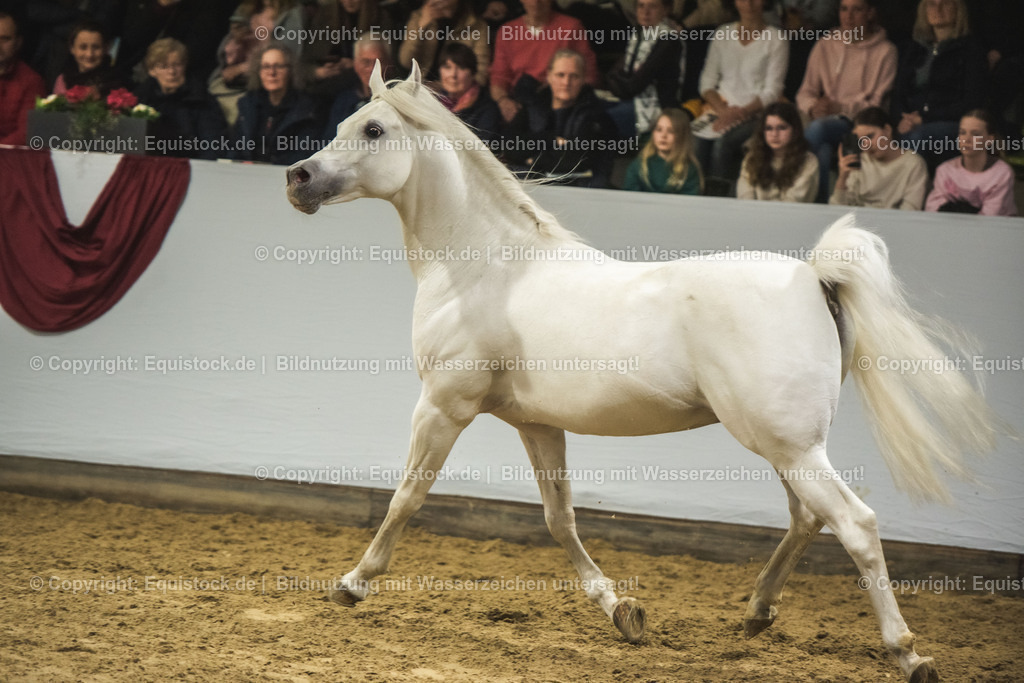 20240302_Hengstvorstellung_Marbach_TOMsPiC_1149 | equistock