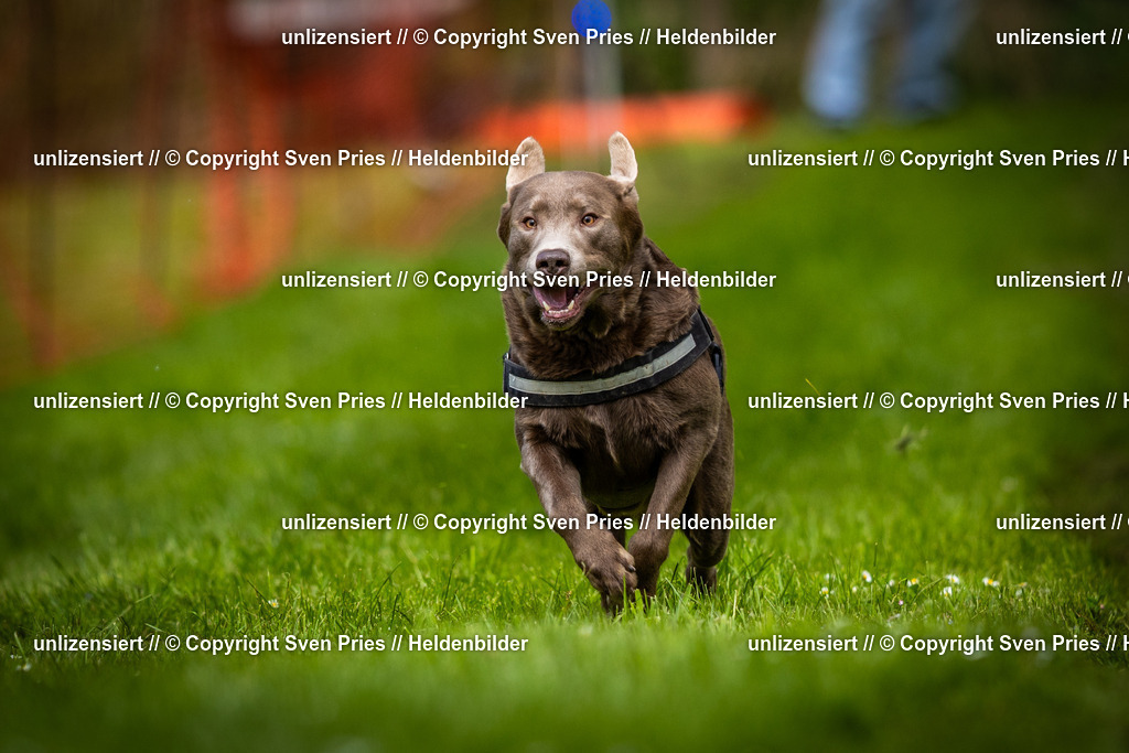 Sven Pries | 2025-04-13 - Hunderennen Baden-Baden - Realisiert mit Pictrs.com