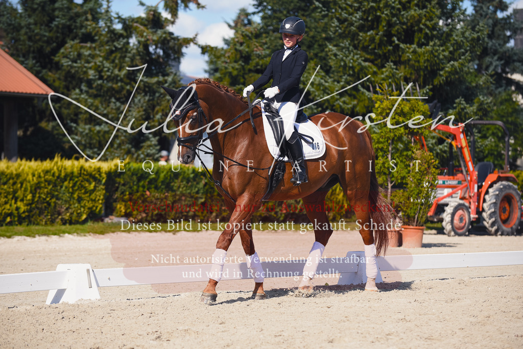 DSC_0081 | Pferde- und Turnierfotografie in Westsachsen. Pferdeportraits, Auftragszeichnungen und intuitive Kunst.