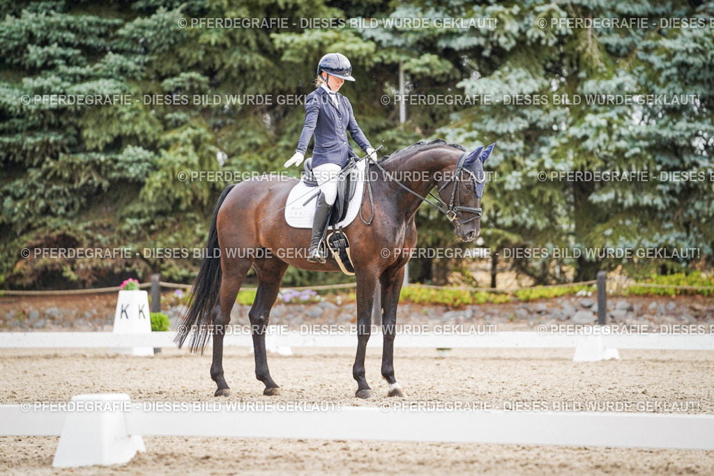 DSC01809 | Pferdegrafie