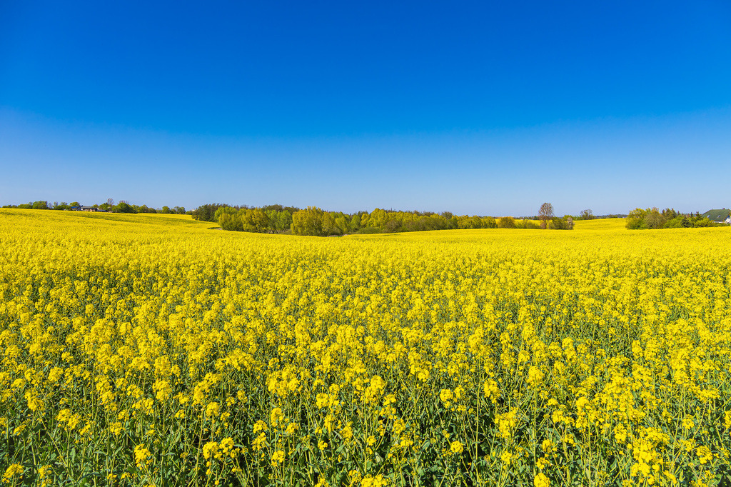 Blühendes Rapsfeld und Bäume im Frühling bei Sildemow | Blühendes Rapsfeld und Bäume im Frühling bei Sildemow.