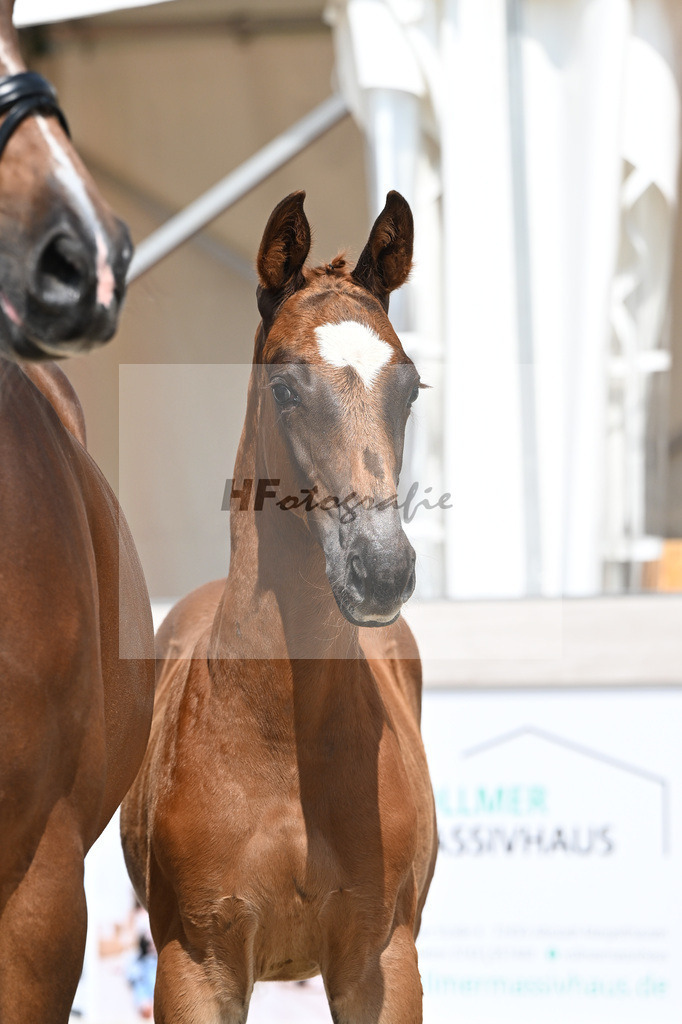 Arezzo Man x Celentano_HF_Moldvai_12250421 | hf-fotografie - Realizzato con Pictrs.com