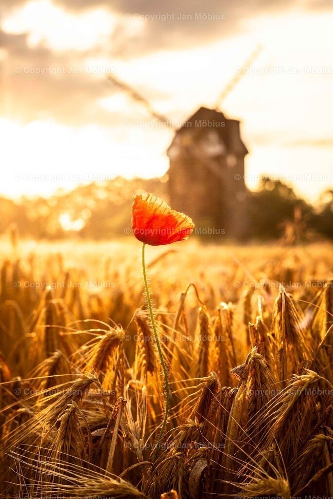 _M5D3995 | Leipzig Wandbilder Drucke Prints Leinwand Stadtmotive Leipzig Fotosdruck Kunstdrucke Bilder Leipzig Stadtansichten Acrylglasbilder Leipzig Wanddeko Fine Art Prints Wandbilder Büro Leipzig Bilder Praxis Zuhause Bilderdruck Poster Posterlounge Kunstdrucke - Realisiert mit Pictrs.com