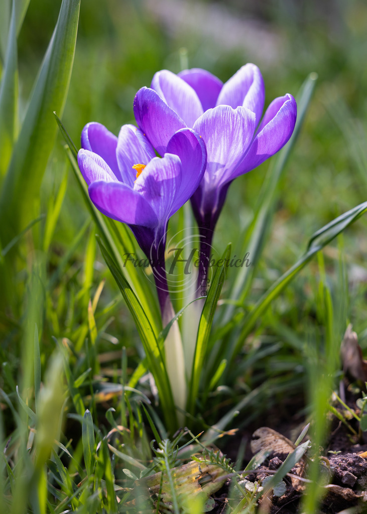 _X0A8243 | Frank Herberich Fotografie, Frank Herberich, Fotografie, Hochzeit, Portrait, St. Peter Ording, Ording, Westerhever, Nordsee, Frank Fotografie, Hardheim,  Odenwald,Walldürn, Band,Eventfotografie - Realisiert mit Pictrs.com