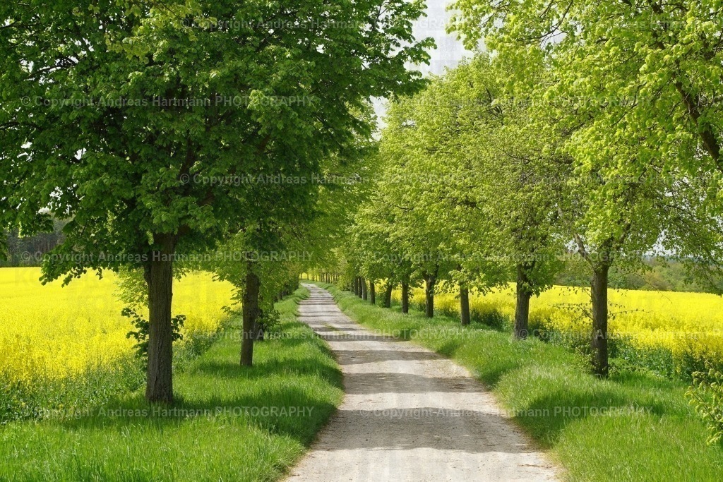 Herrenallee mit Rapsfeldern | Herrenallee mit Rapsfeldern - Realisiert mit Pictrs.com