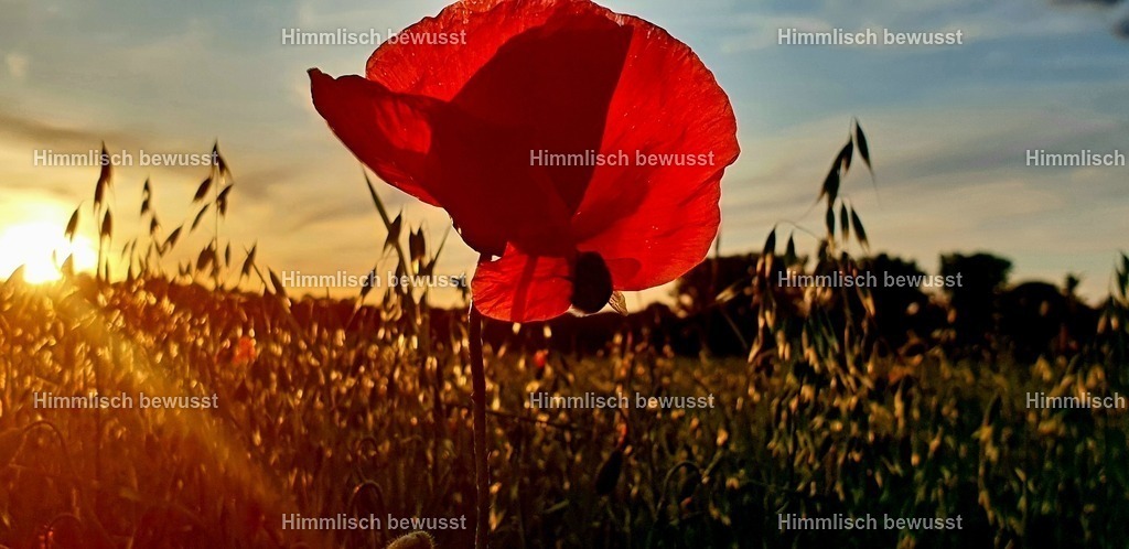 20200601_144626 | Energiebilder der neuen Zeit aus der  Natur,  Tauchen Sie ein in neue Dimensionen, Viola Bous, Dieburg, - Licht_Art-Coaching,  - Realisiert mit Pictrs.com