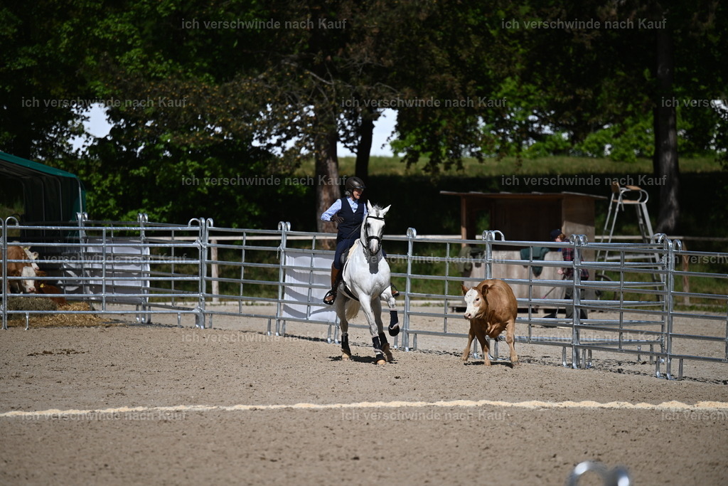 PI26_COW_Sara Landvogt226_7321.JPG | working equitationturnier fotograf videograf stoibphotography marixx film working equitation deutschland reitsport turnierfotografie eventfotografie equestrian events