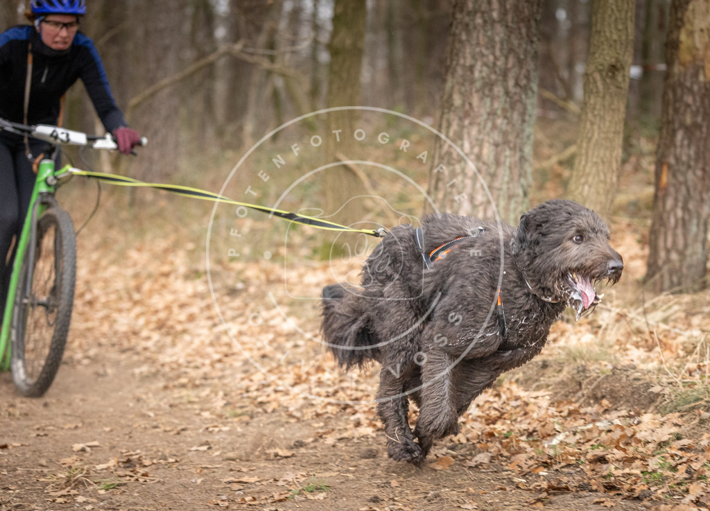 Pfotenfotografie_DV3A6878 | Hundefotografie, Tierfotograf, Pfotenfotografie, Fotoshooting Hund, Hunde Portrait, Hundesport, Hundeportraits, Heideshooting, Hunde, Sportfotograf, Hundefotograf, Turnierhundsport, THS,  - Realisiert mit Pictrs.com