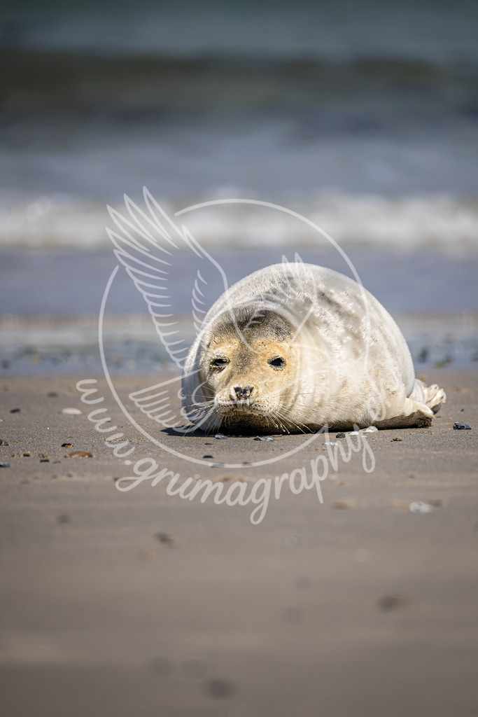 resting by the shore - grey seal_ germany | Eine junge Kegelrobbe ruht am Strand – Fine-Art Wildlife Aufnahme - friedlich, ruhig und ganz im Einklang mit der Natur.